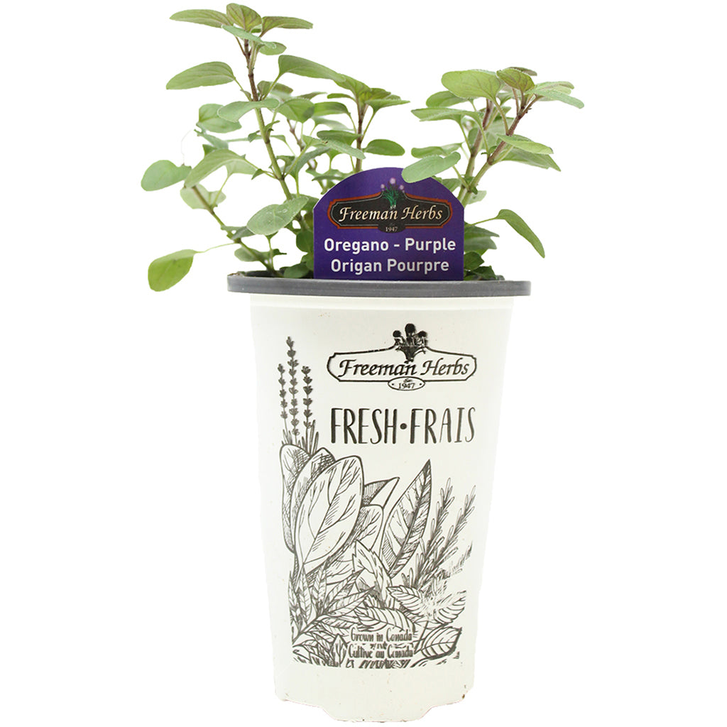 Oregano Purple 4.33"