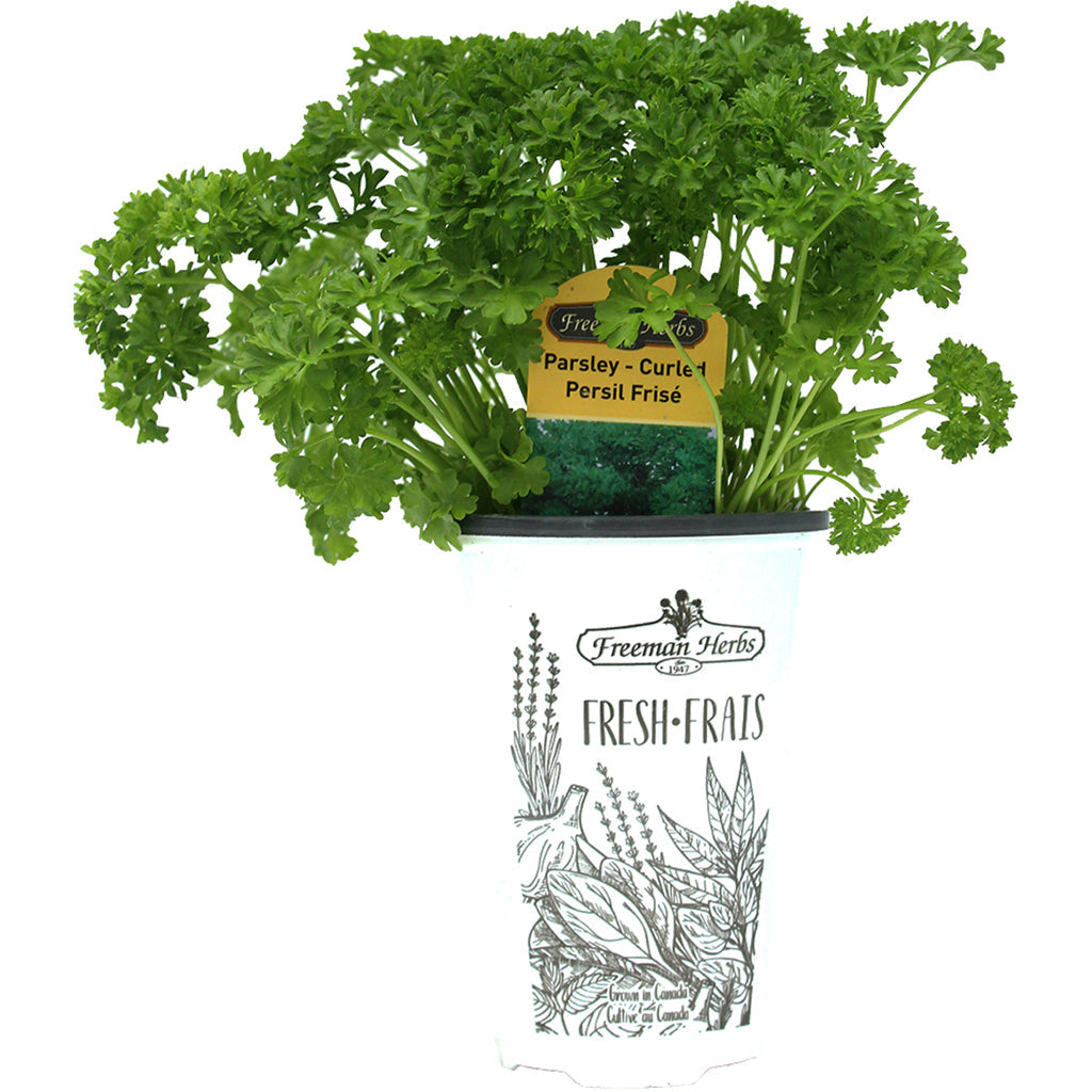 Parsley Curled 4.33"