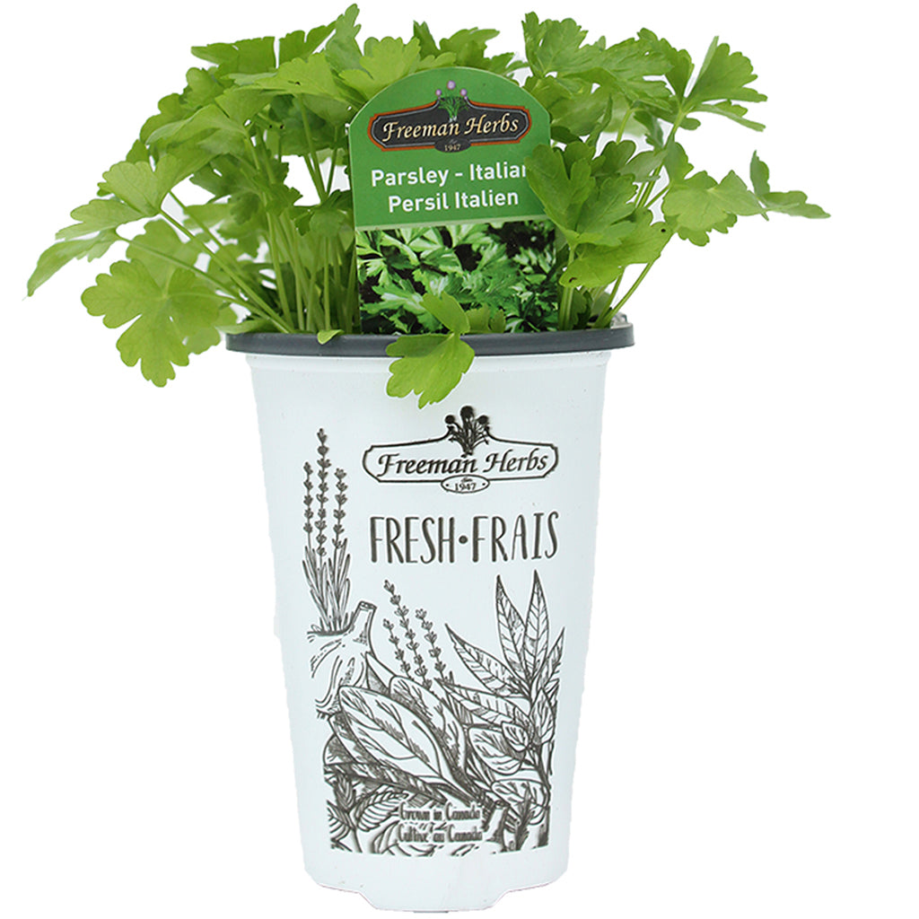 Parsley Italian 4.33"