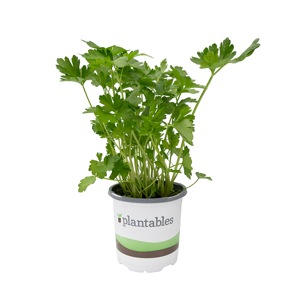 Parsley Italian 4.33"