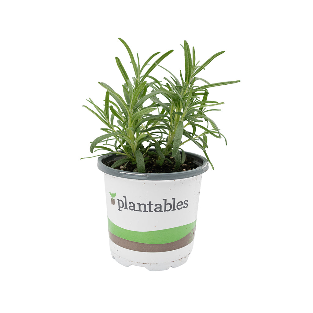 Rosemary 4.33"