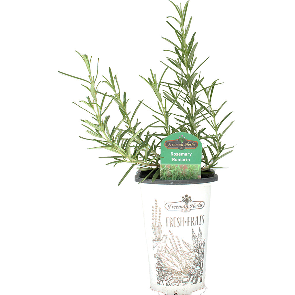 Rosemary 4.33"