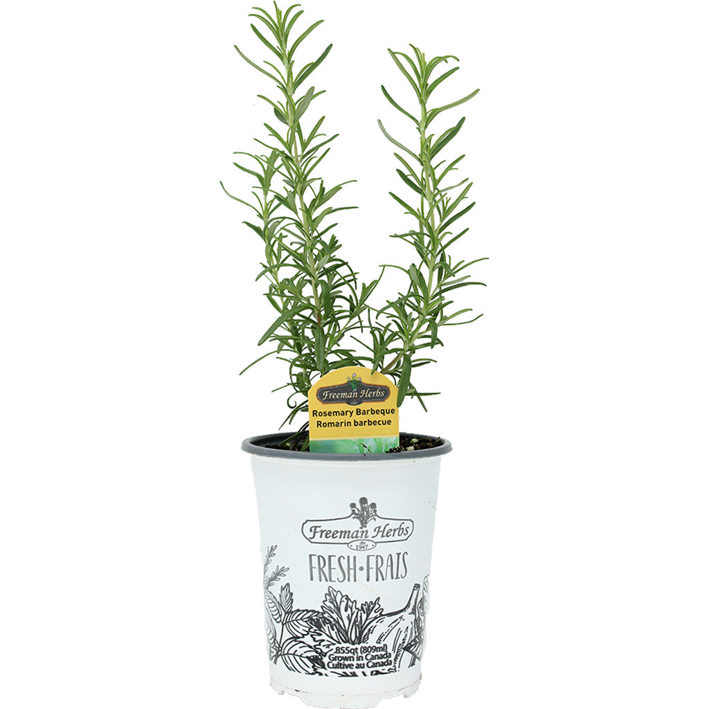 Rosemary Barbeque 4.33"