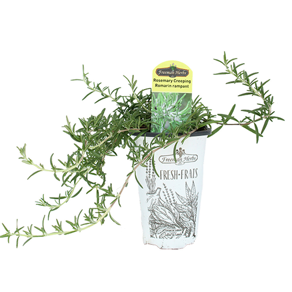 Rosemary Creeping 4.33"