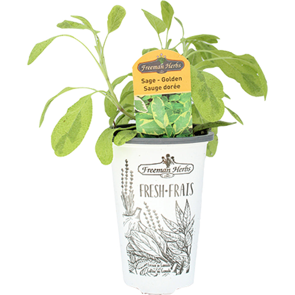 Sage Golden 4.33"