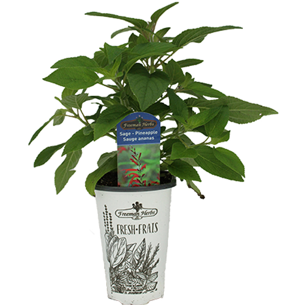 Sage Pineapple 4.33"