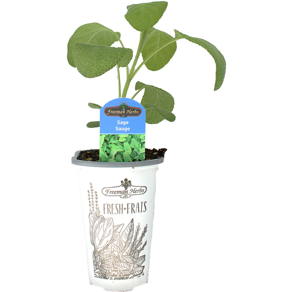 Sage Salvia 4.33"