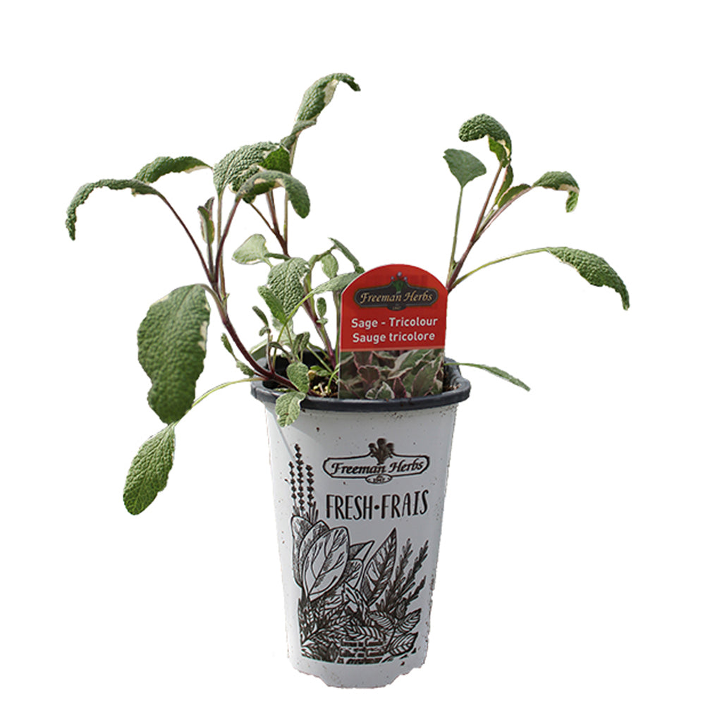 Sage Triclour 4.33"
