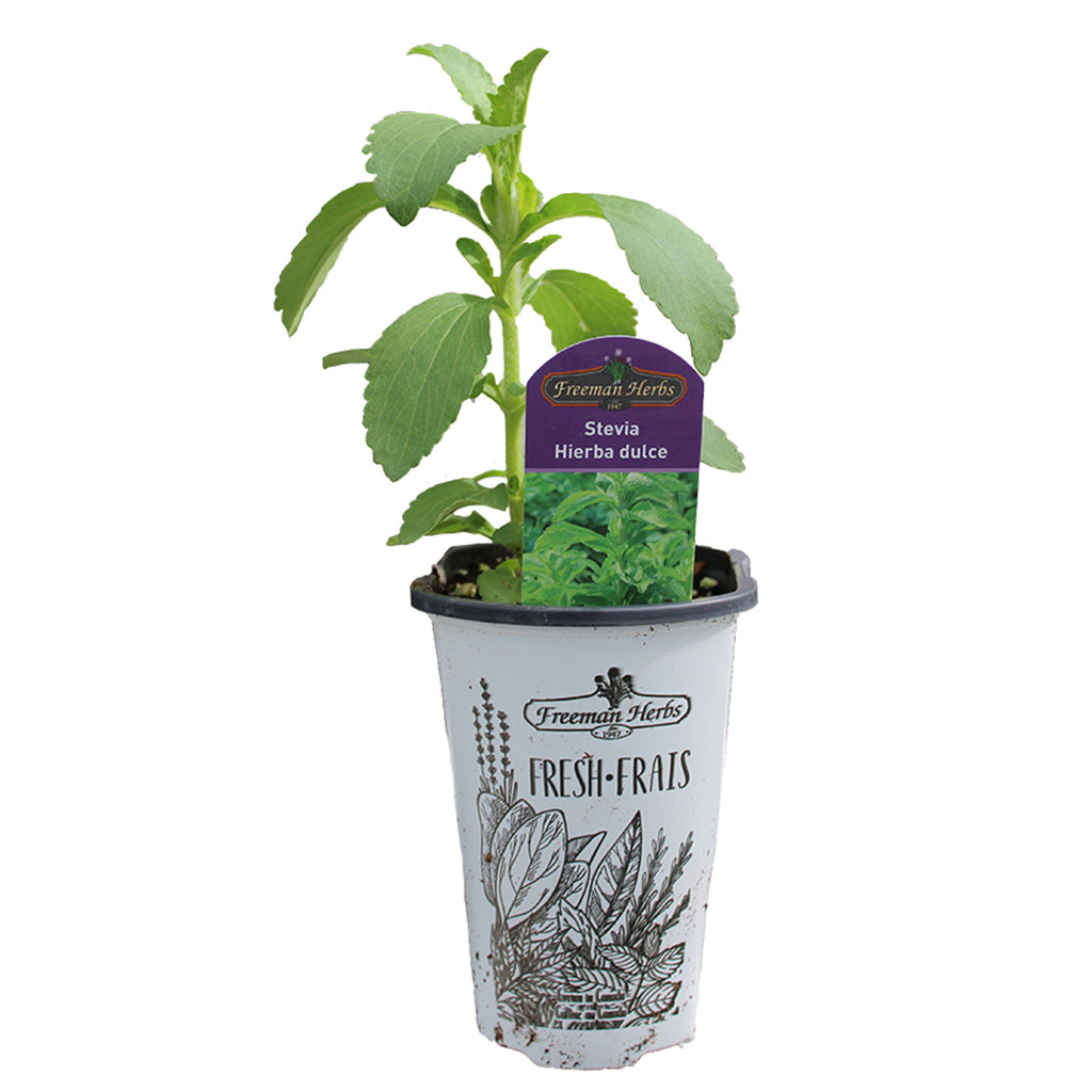 Stevia 4.33"