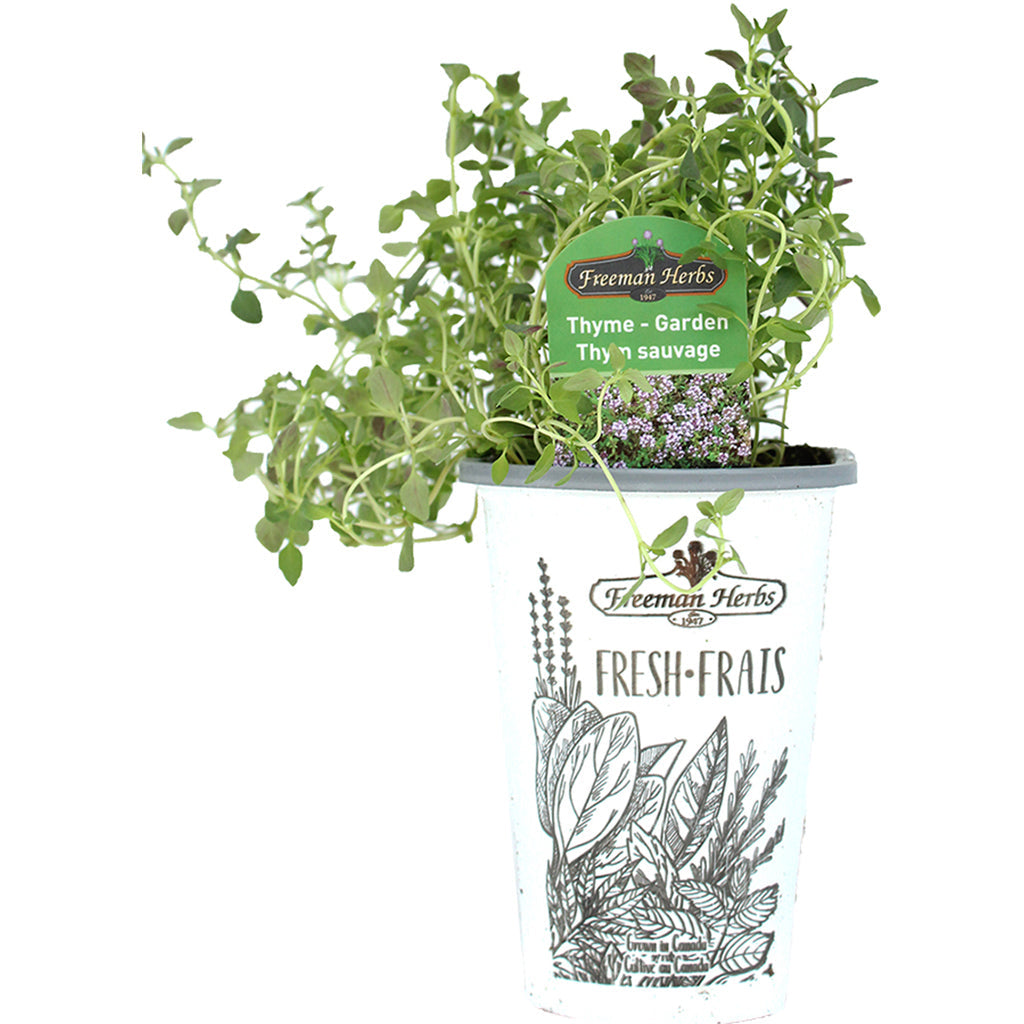 Thyme Garden 4.33"