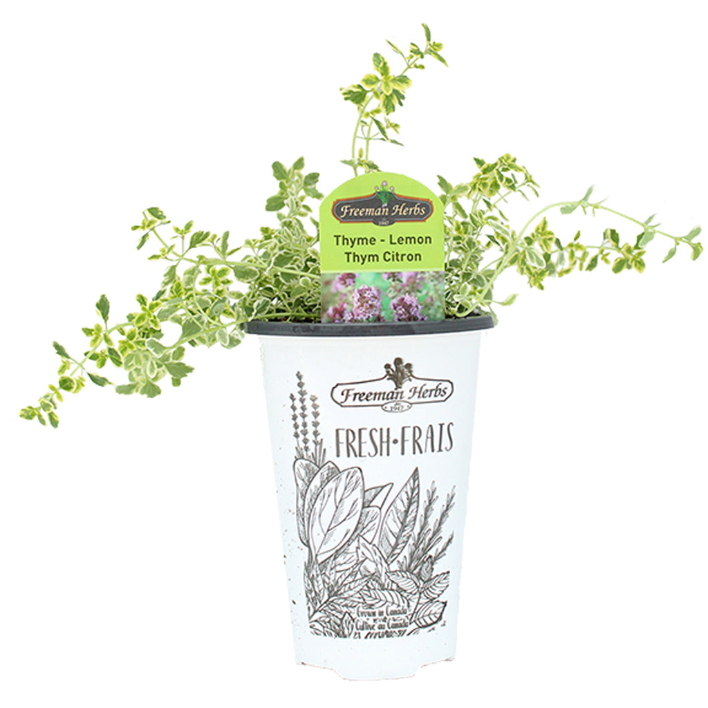 Thyme Lemon 4.33"