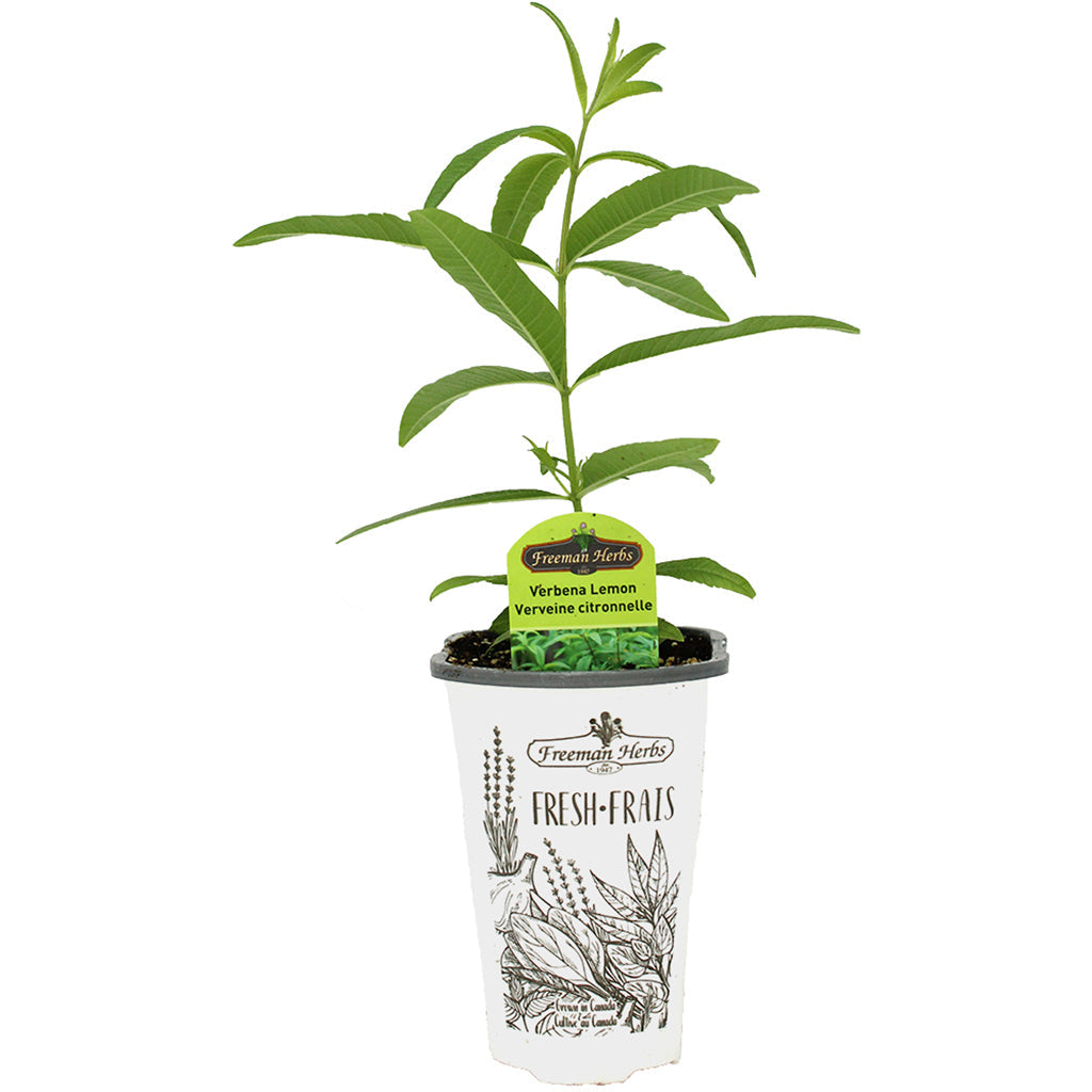 Verbena Lemon 4.33"