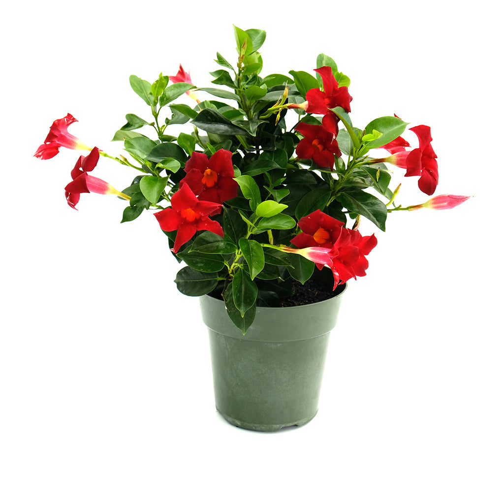 Dipladenia Bush 6"