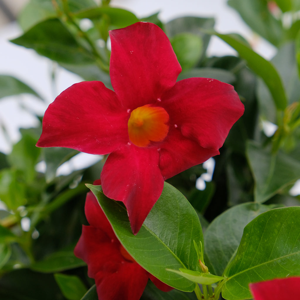 Dipladenia Bush 6"
