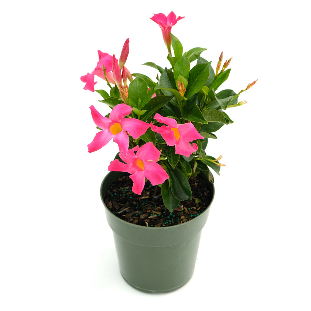 Dipladenia Bush 6"