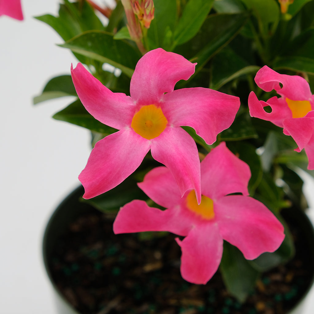 Dipladenia Bush 6"