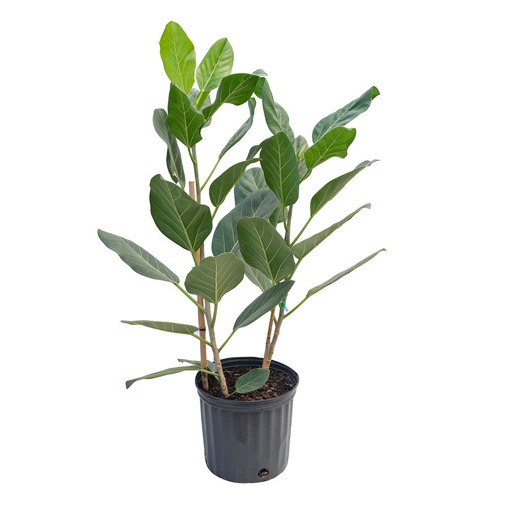philodendron audrey Ficus Audrey