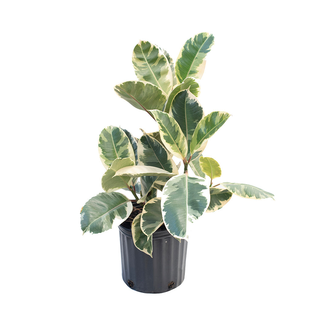 Ficus/Tinkeke Rubber Plant 10&quot;