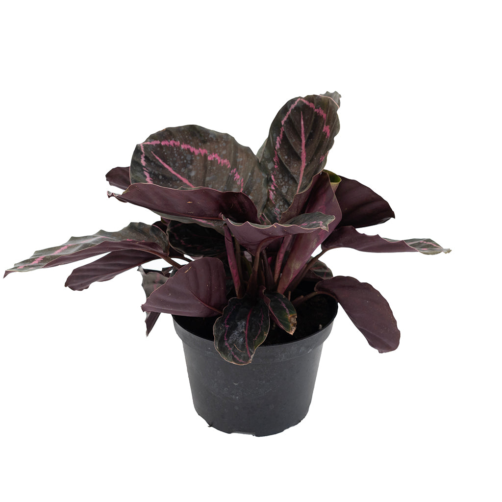 Calathea/Prayer Plant Dottie 6"