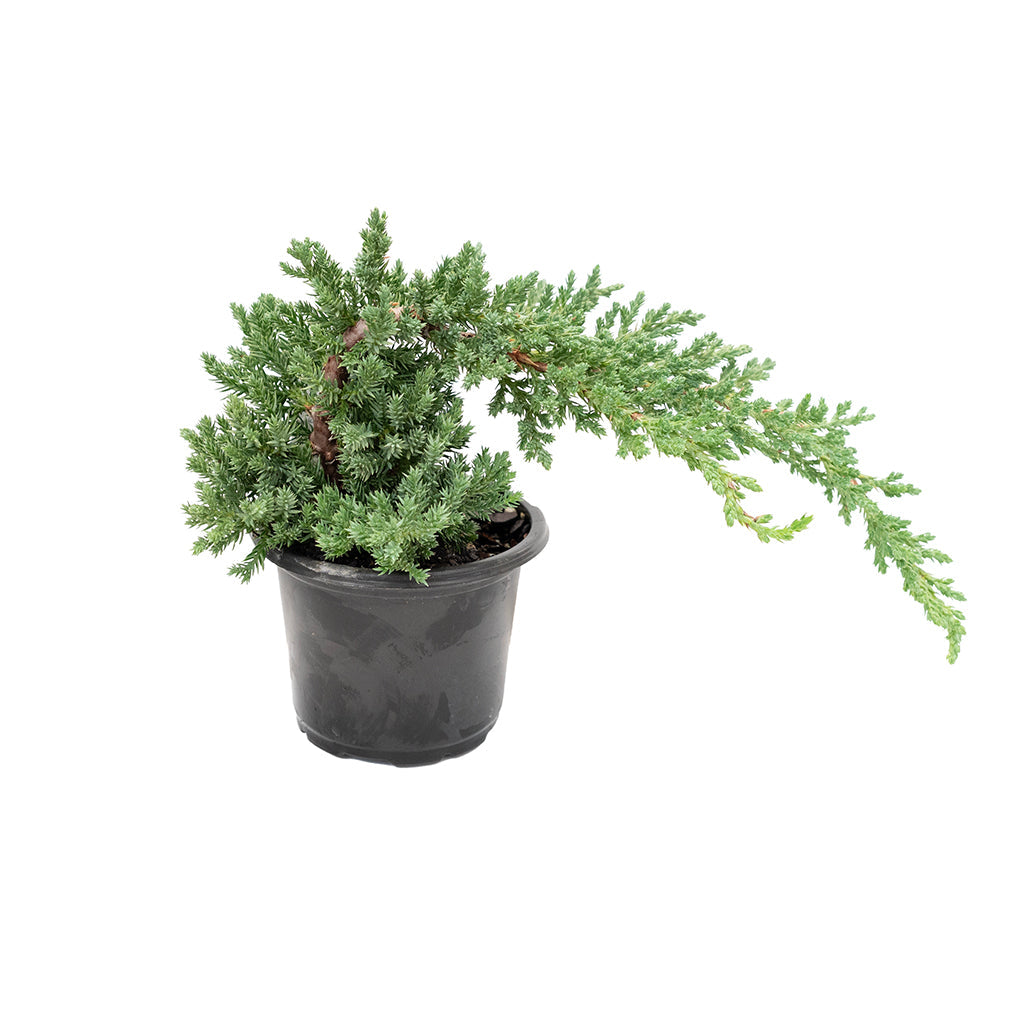 Bonsai Juniper Grower's Pot 4"