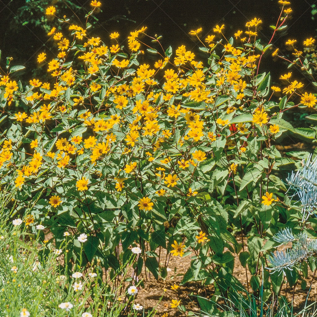 Experience the perpetual beauty of False Sunflower (Heliopsis helianthoides), a radiant perennial that illuminates the garden with its single, bright gold flowers from spring to fall. Forming an upright clump, this charming plant captivates for eight weeks, attracting butterflies with its nectar-rich blooms and transforming into a bird feeder in the fall, delighting both avian visitors and garden enthusiasts alike. 