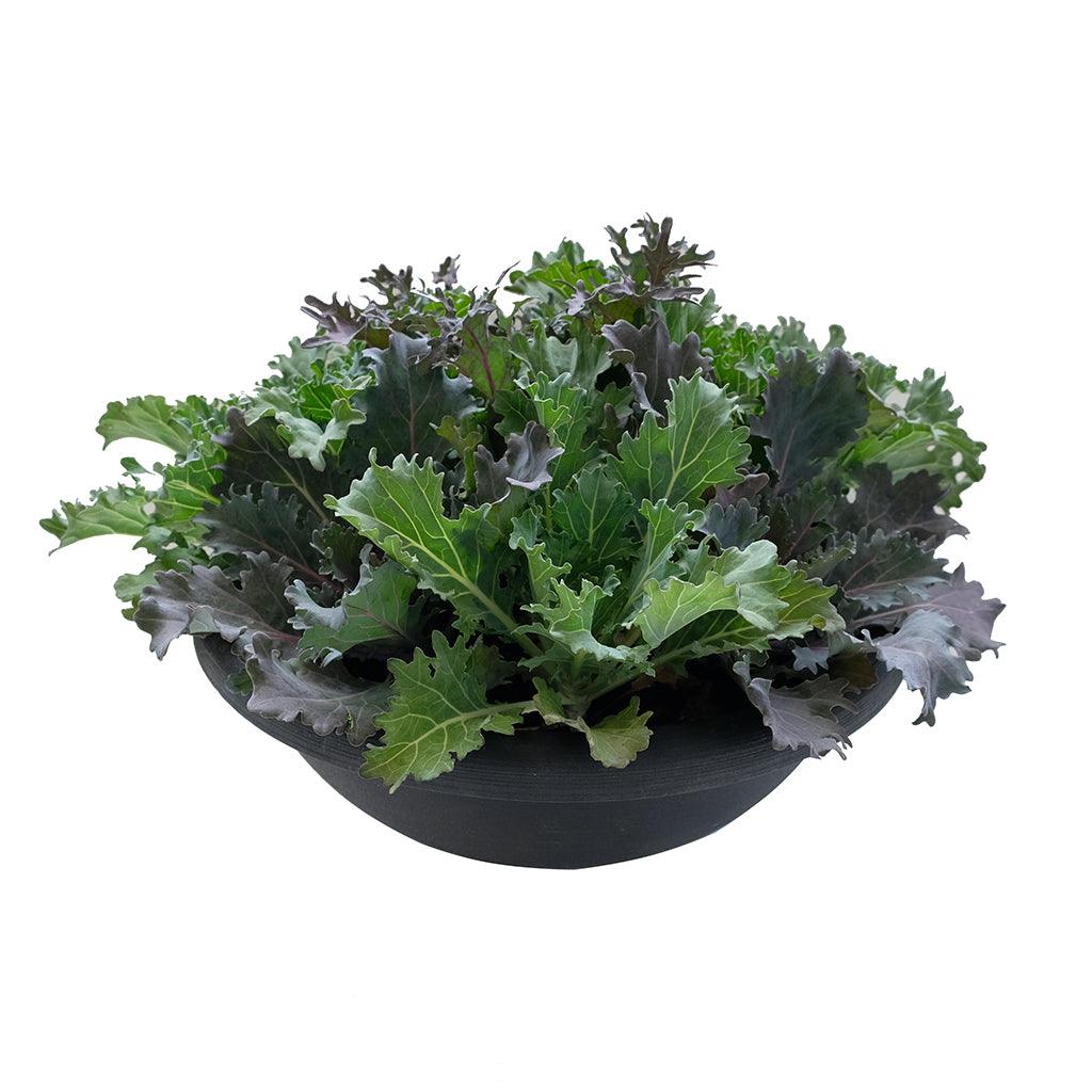 Discover our Fall Annuals in a 16-inch Bowl, a stunning blend of lush green foliage and captivating dark hues. This arrangement effortlessly captures the essence of fall with its harmonious interplay of colors, creating an elegant centerpiece for your home or outdoor space. Versatile and easy to maintain, it complements a range of décor styles and is designed to thrive in well-lit locations with slightly moist conditions. 