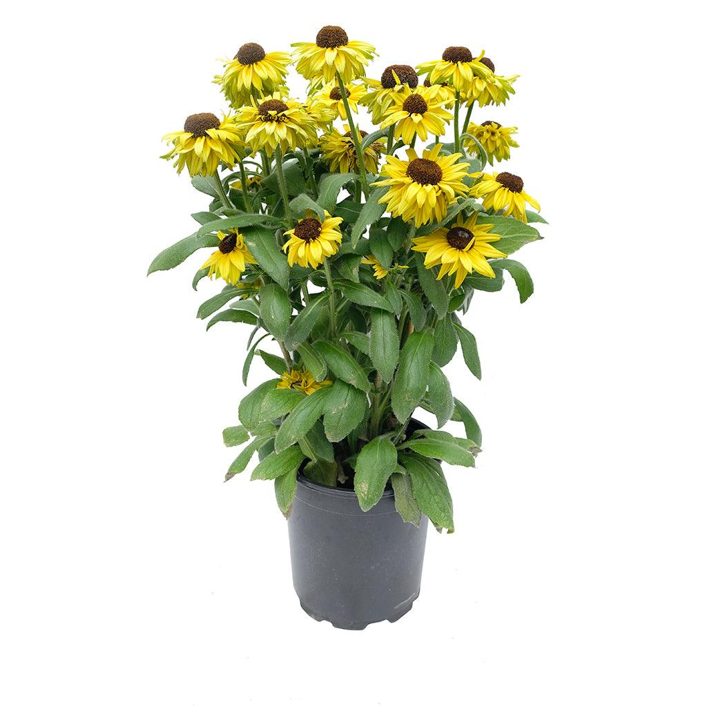 A dazzling array of vibrant yellow flowers carefully chosen to contrast and complement the iconic red and orange shades of the autumn season. This striking arrangement captures the spirit of fall, infusing your outdoor landscape or garden with a burst of color and cheer. Whether planted in your garden or used to brighten up large outdoor planters, these versatile annuals bring the vibrant essence of autumn to your space. 