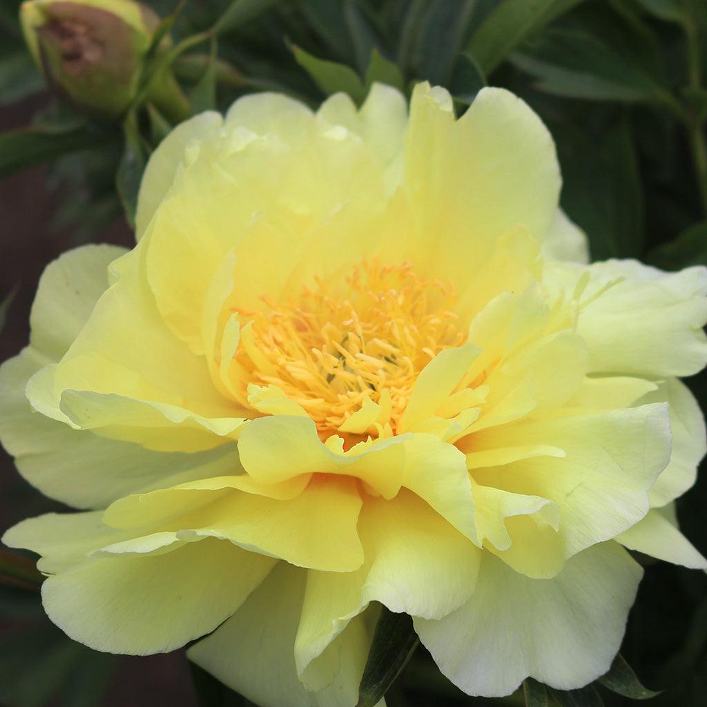 The Lemon Dream Itoh Peony is a rare and exceptional hybrid, combining the best qualities of Garden Peonies and Tree Peonies. This unique peony variety offers a stunning display of large, lemon-yellow blooms that are sure to captivate. The Lemon Dream Itoh Peony is a versatile plant, perfect for mass planting, as a specimen plant, or for small space gardening.