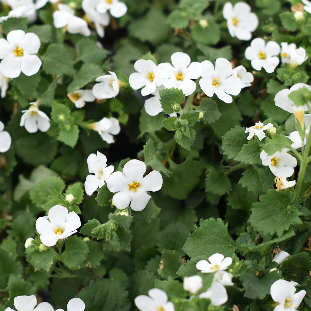 SN Bacopa Sutera Grandiflora 4.33"
