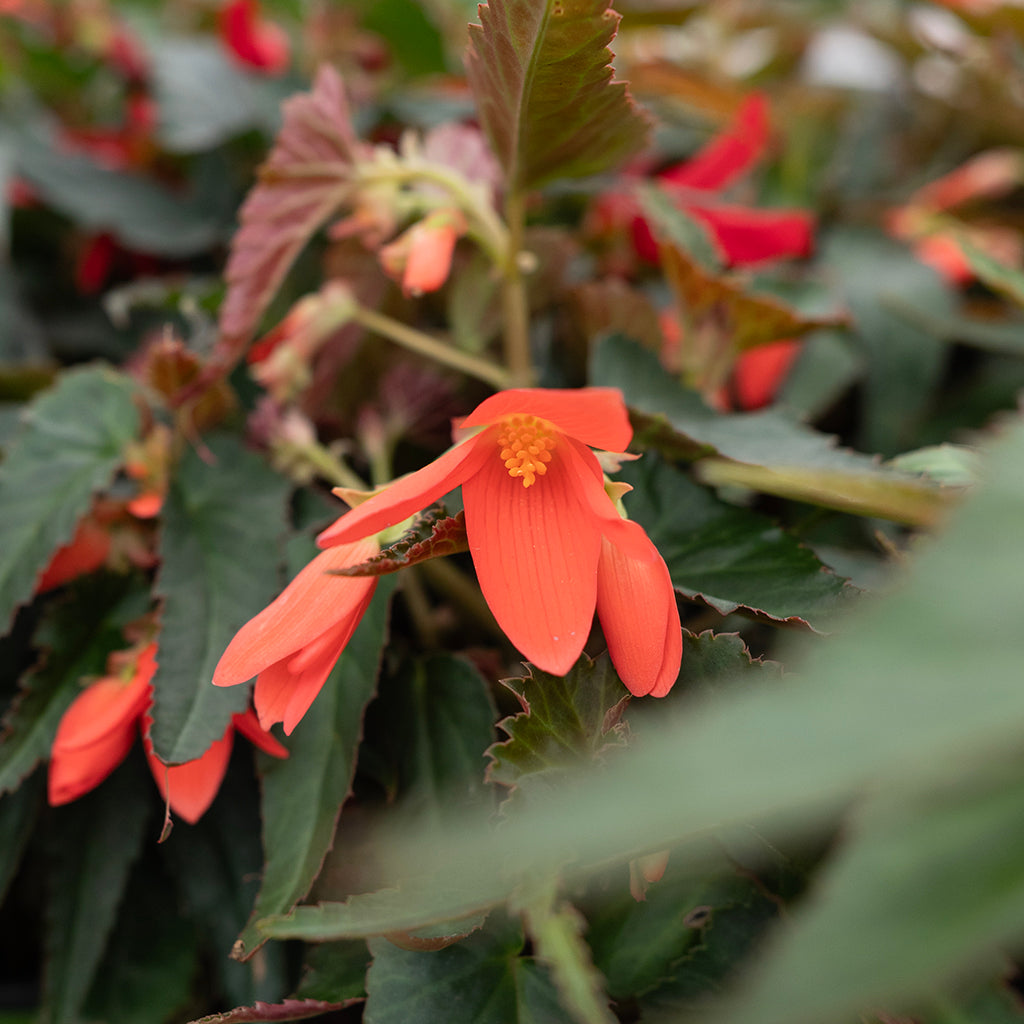 SN Begonia Boliviensis 4.33"