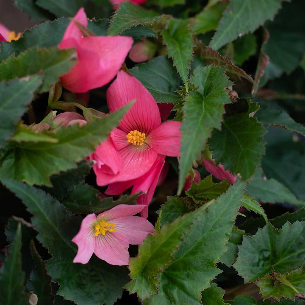 SN Begonia Boliviensis 4.33"