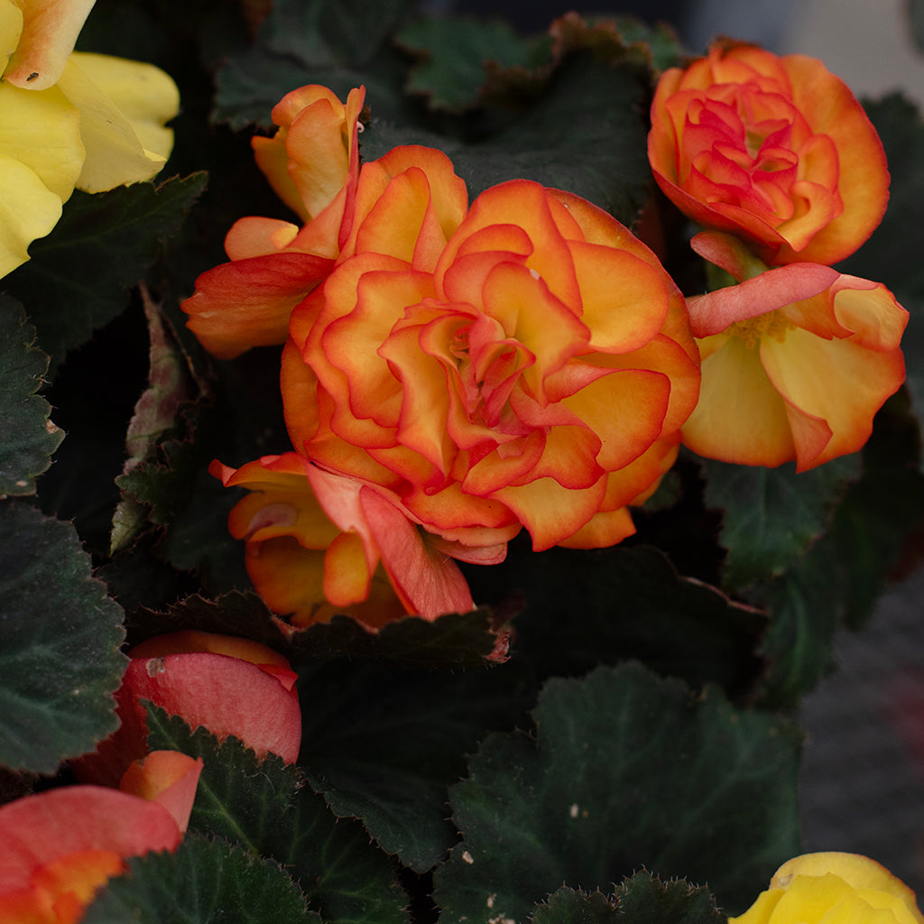 SN Begonia X Tuberosa 4.33"