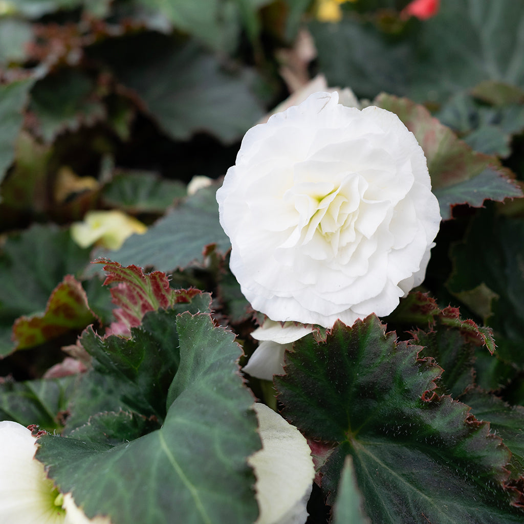 SN Begonia X Tuberosa 4.33"