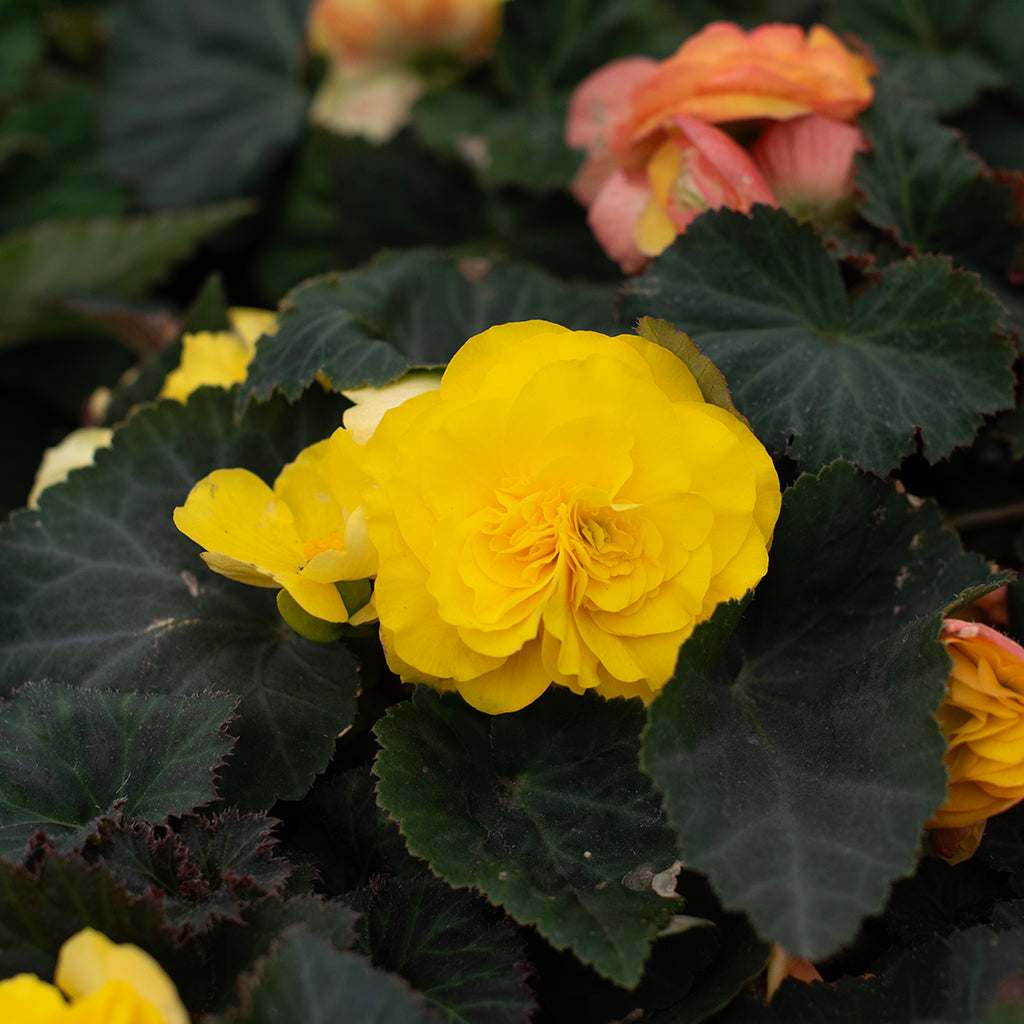 SN Begonia X Tuberosa 4.33"