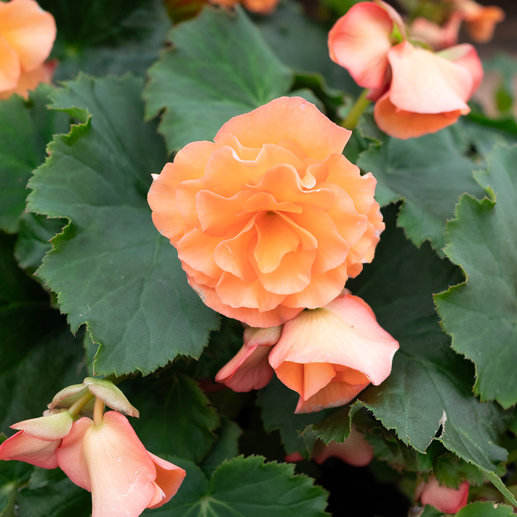 SN Begonia X Tuberosa 4.33"