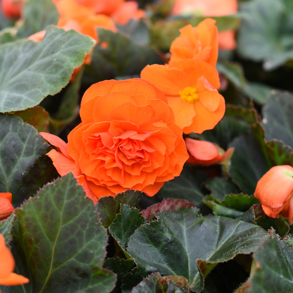 SN Begonia X Tuberosa 4.33"