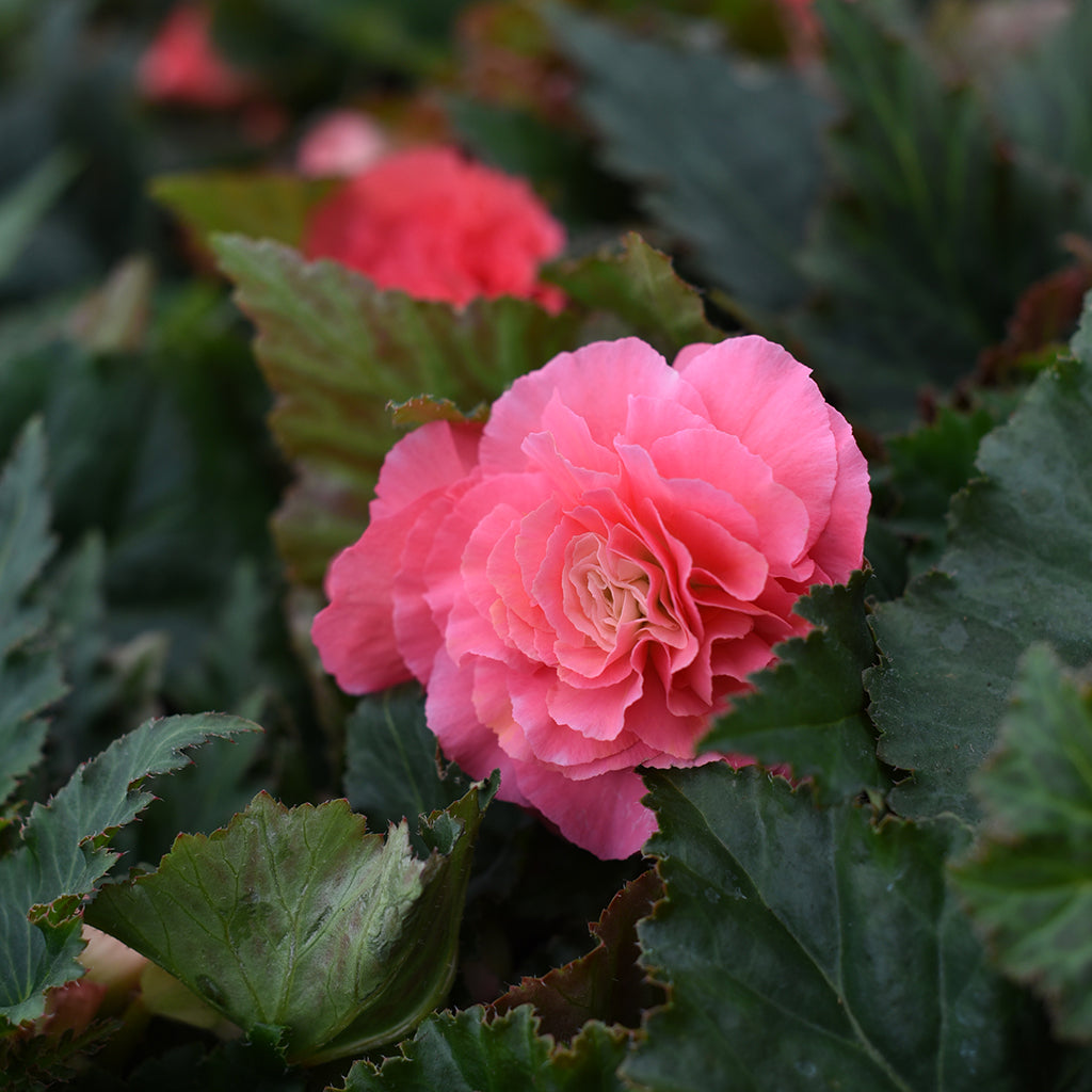 SN Begonia X Tuberosa 4.33"
