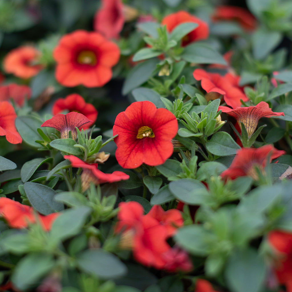SN Calibrachoa Hybrida 4.33"