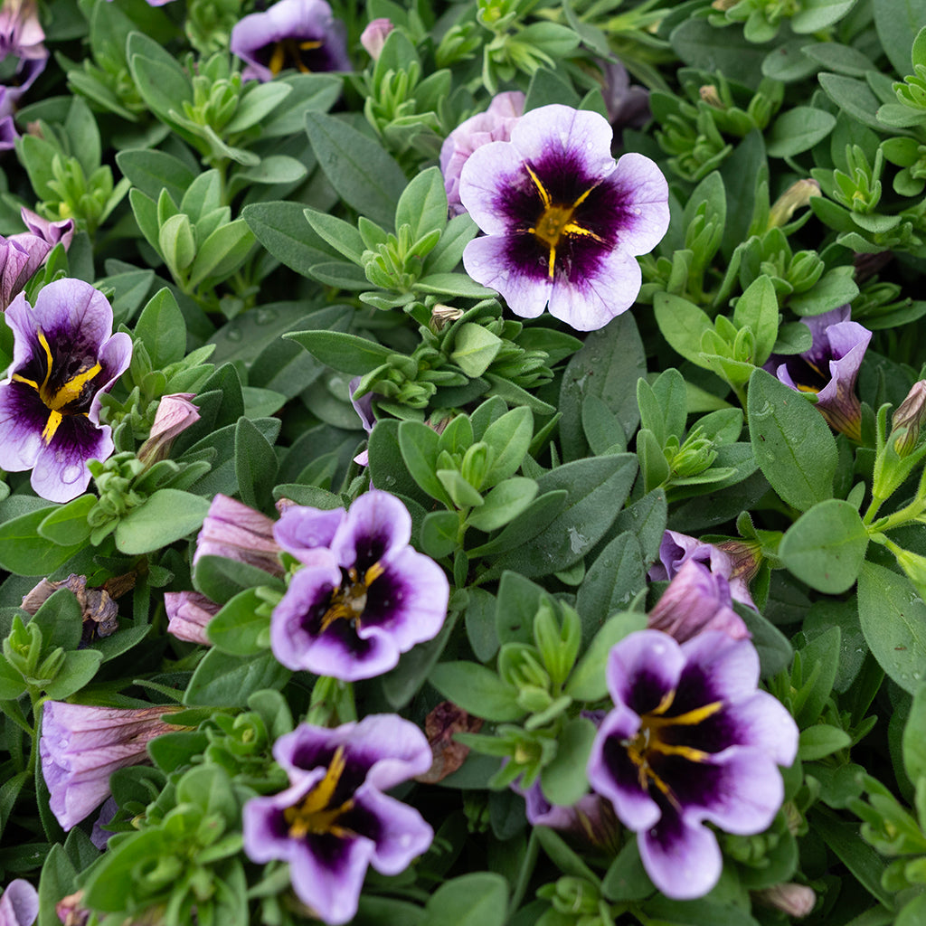 SN Calibrachoa Hybrida 4.33"
