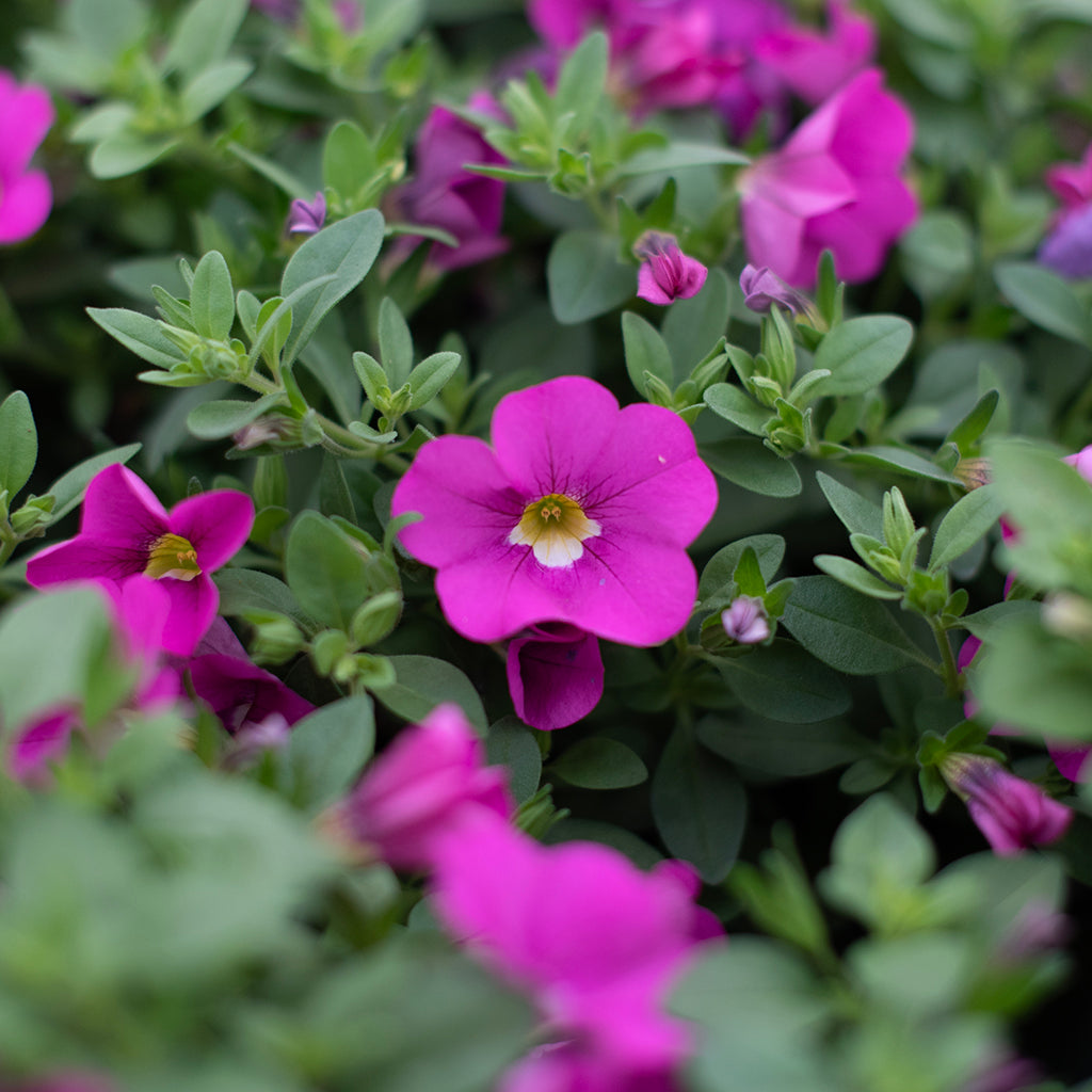 SN Calibrachoa Hybrida 4.33"