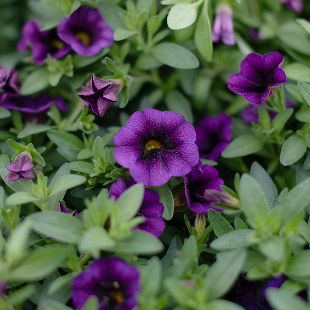 SN Calibrachoa Hybrida 4.33"