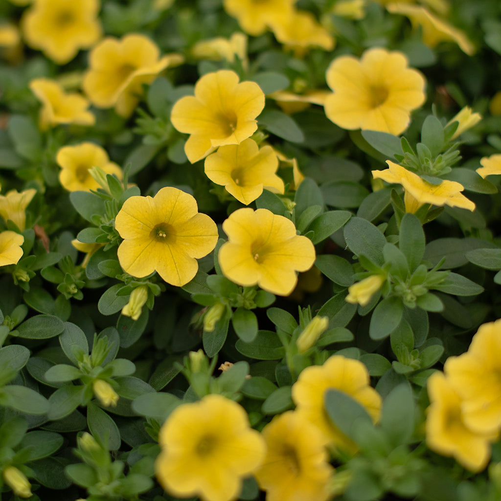 SN Calibrachoa Hybrida 4.33"