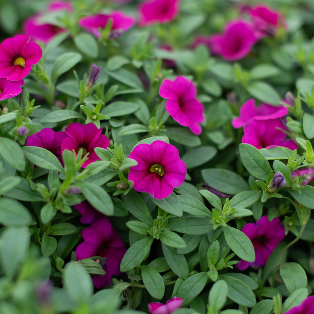 SN Calibrachoa Hybrida 4.33"