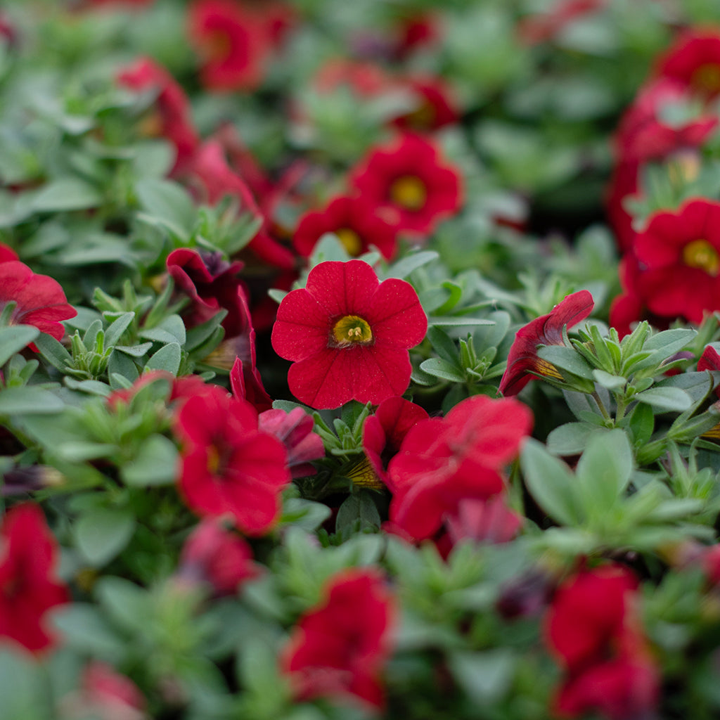 SN Calibrachoa Hybrida 4.33"