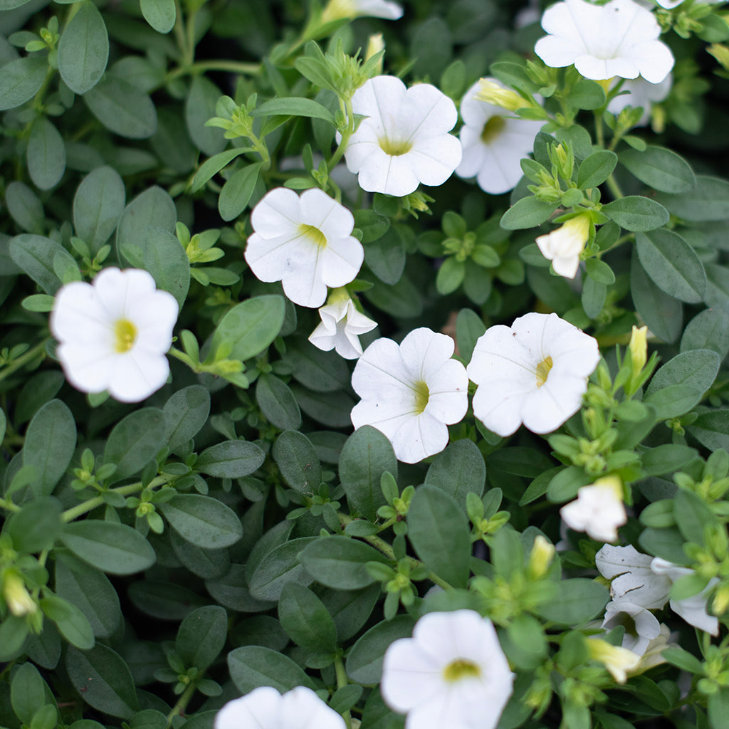 SN Calibrachoa Hybrida 4.33"