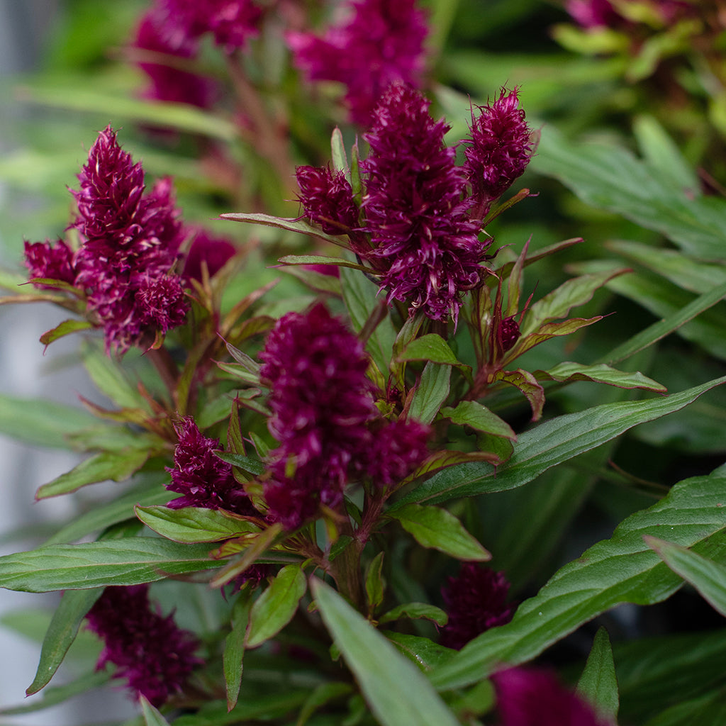 SN Celosia Argentea 4.33"