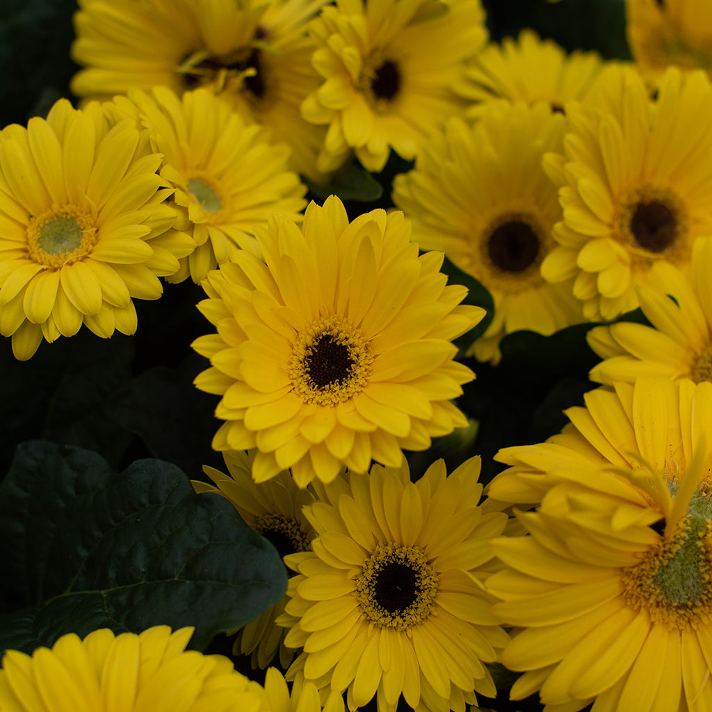 SN Gerbera Jamesonii  4.33"