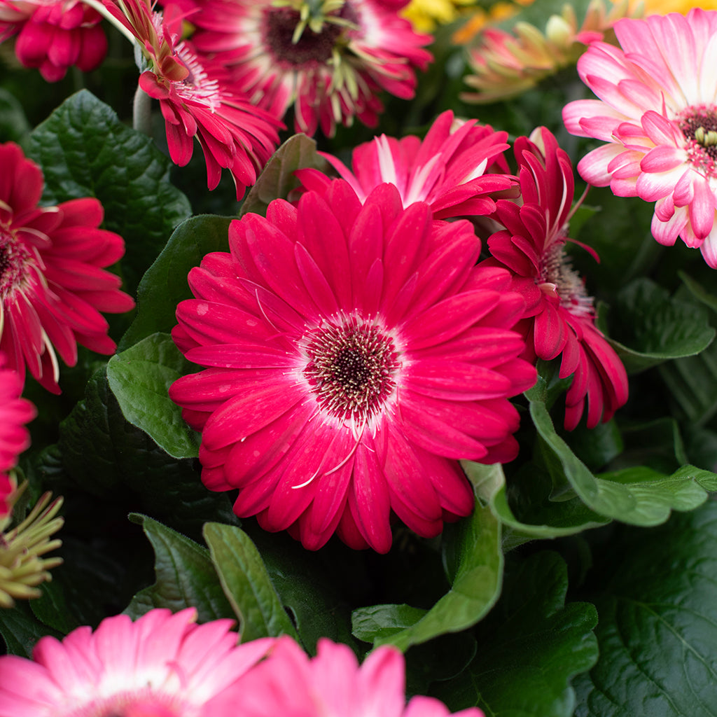 SN Gerbera Jamesonii  4.33"