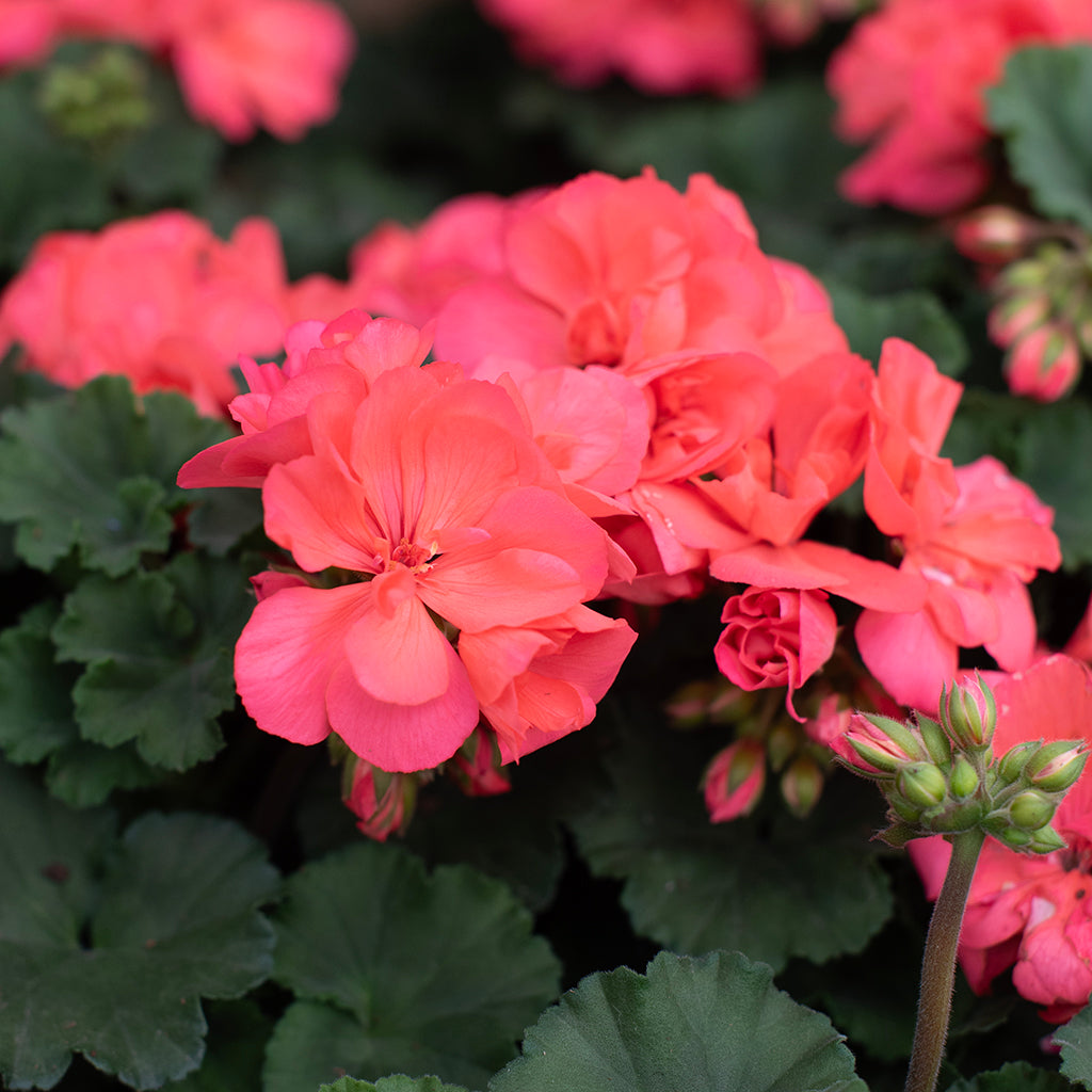 SN Geranium Zonal Pelargonium Zonale 4.33"
