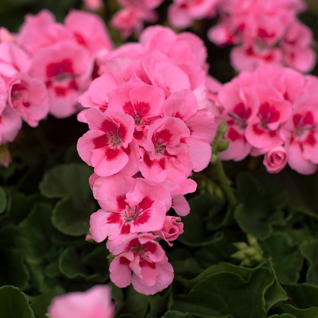 SN Geranium Zonal Pelargonium Zonale 4.33"